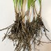 10 Plants: Organics Garlic Chives Live Plant Bare Roots Hardy Perennial Herb Jiu CAI CHIVE-10PK